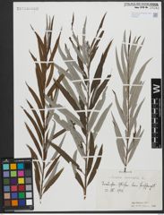 Foto von Salix viminalis L.